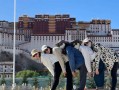 郑州市西藏旅游跟团直播