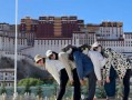 想去西藏旅游，跟团去好还是自由行好