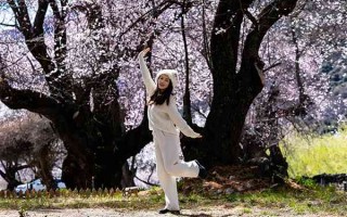 西藏看桃花最好的地方