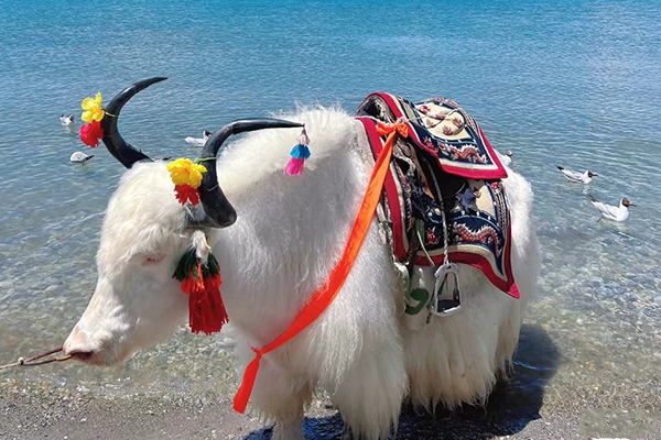 7月能去西藏吗？7月可以去西藏旅游吗？