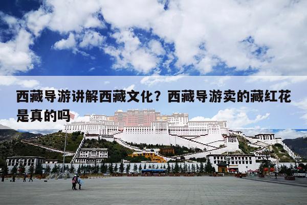 西藏导游讲解西藏文化？西藏导游卖的藏红花是真的吗